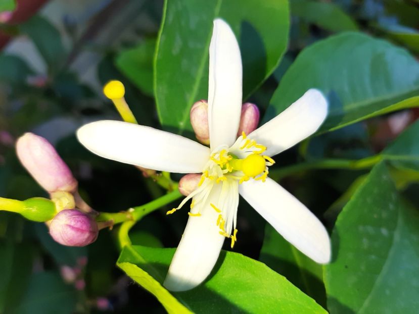  - La țară în iunie 2020