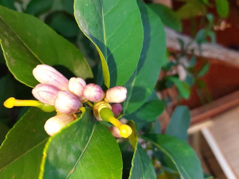  - La țară în iunie 2020