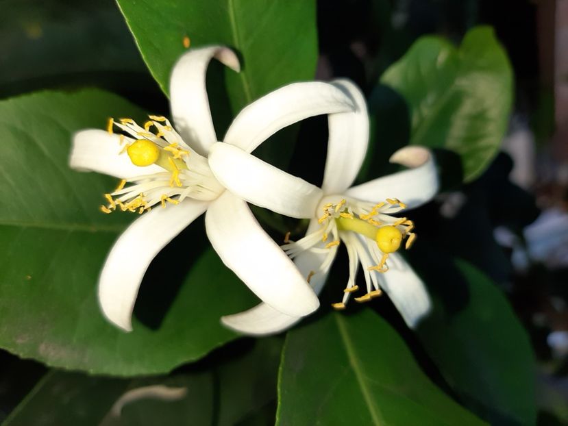  - La țară în iunie 2020