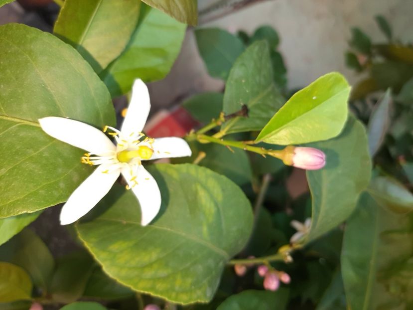  - La țară în iunie 2020