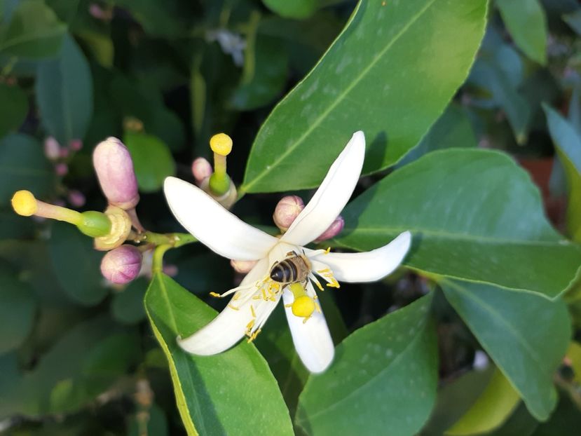  - La țară în iunie 2020