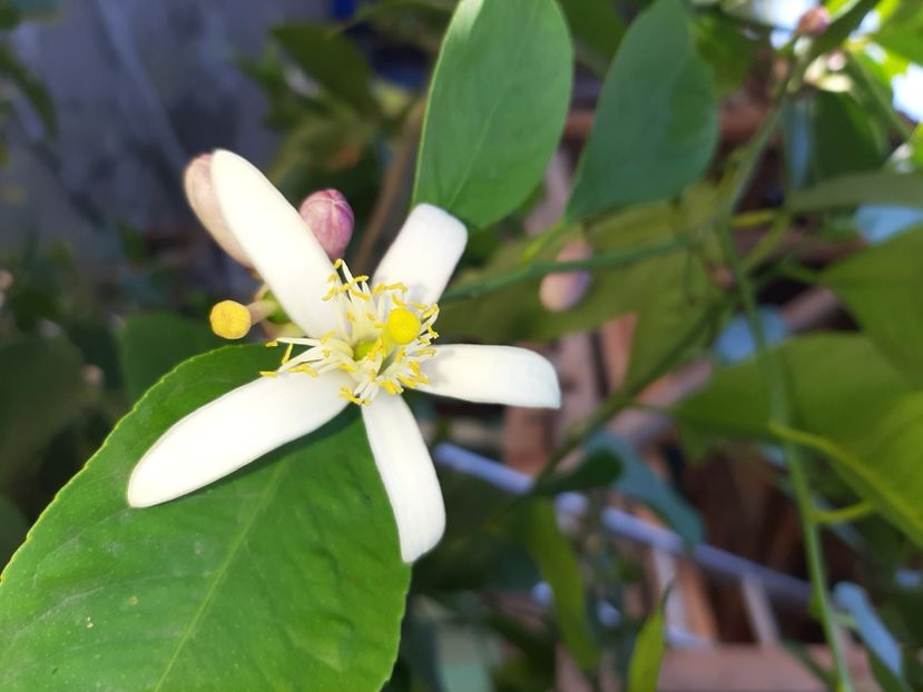  - La țară în iunie 2020