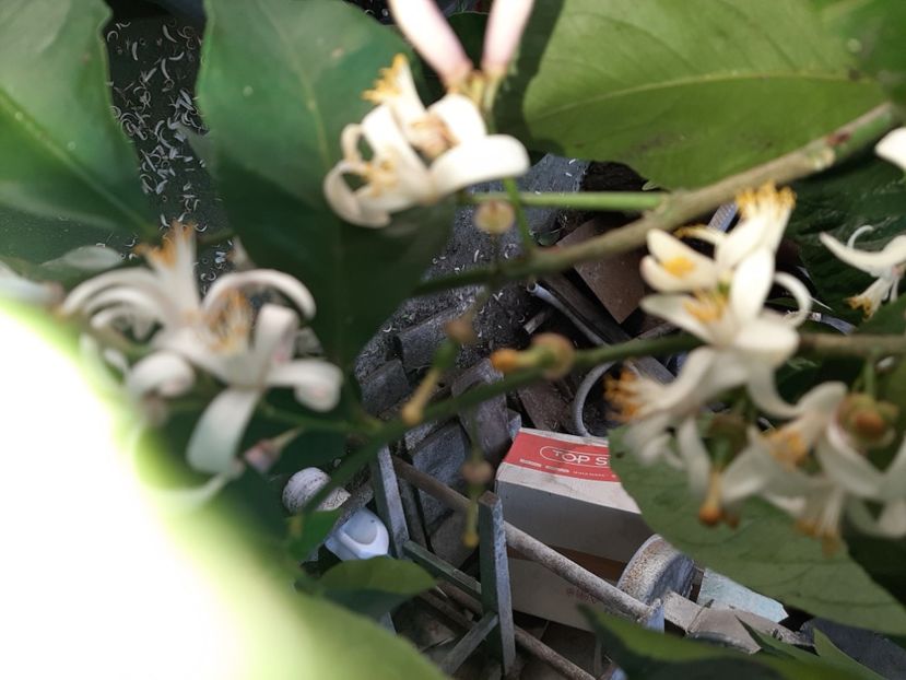  - La țară în iunie 2020