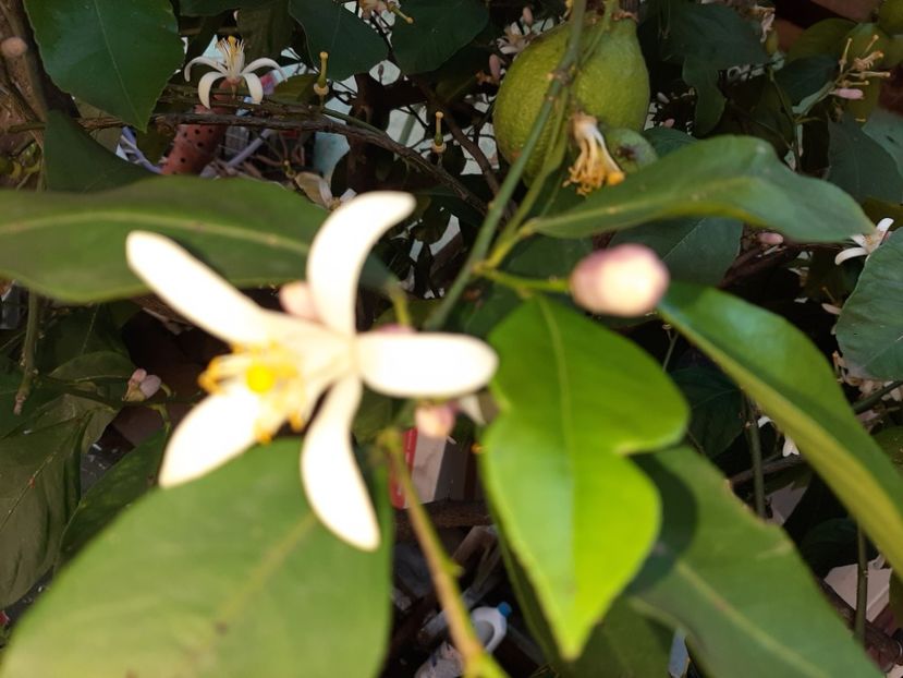  - La țară în iunie 2020