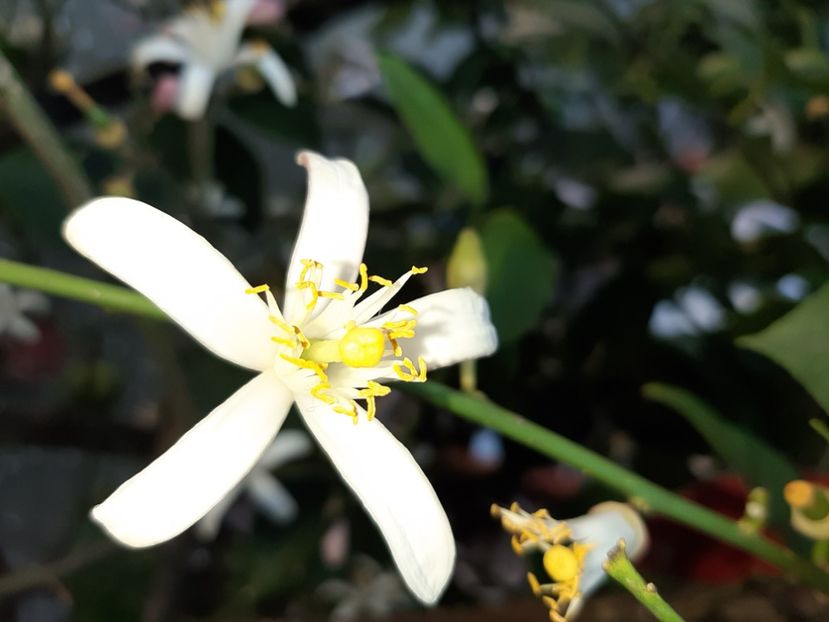  - La țară în iunie 2020