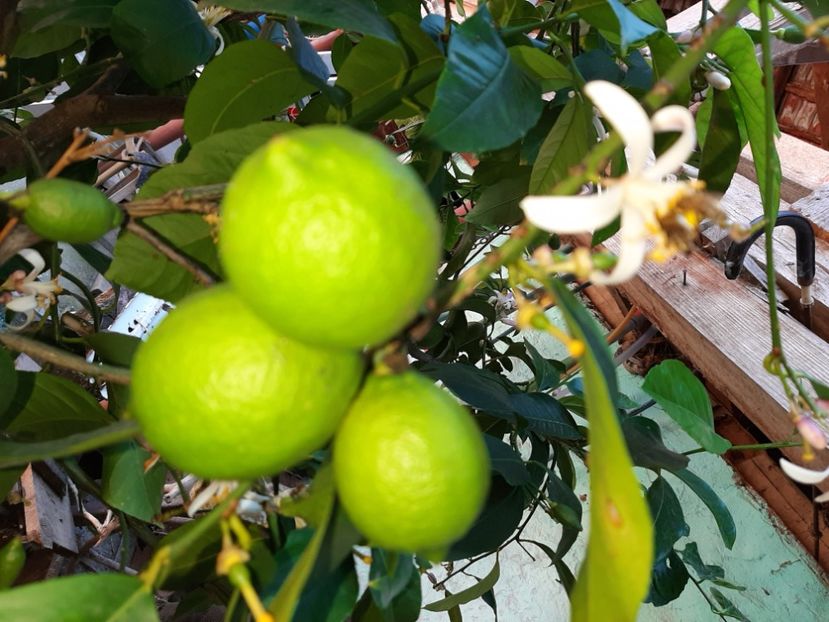  - La țară în iunie 2020