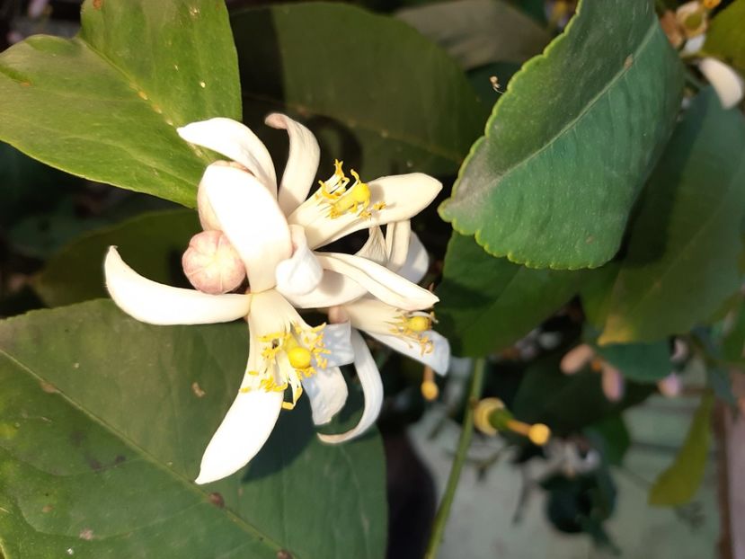  - La țară în iunie 2020