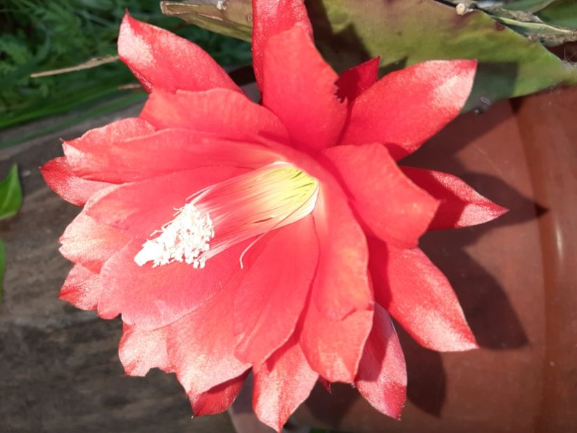  - La țară în iunie 2020