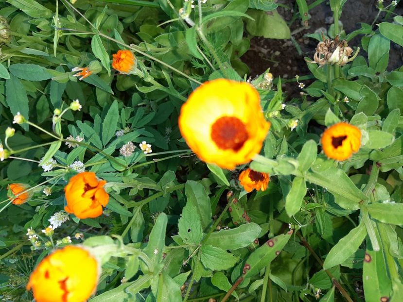  - La țară în iunie 2020