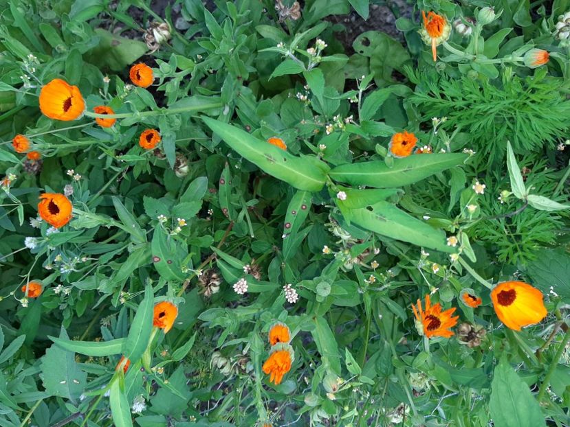  - La țară în iunie 2020