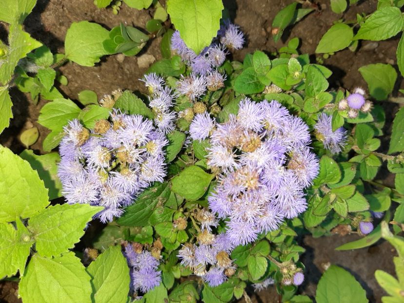  - La țară în iunie 2020