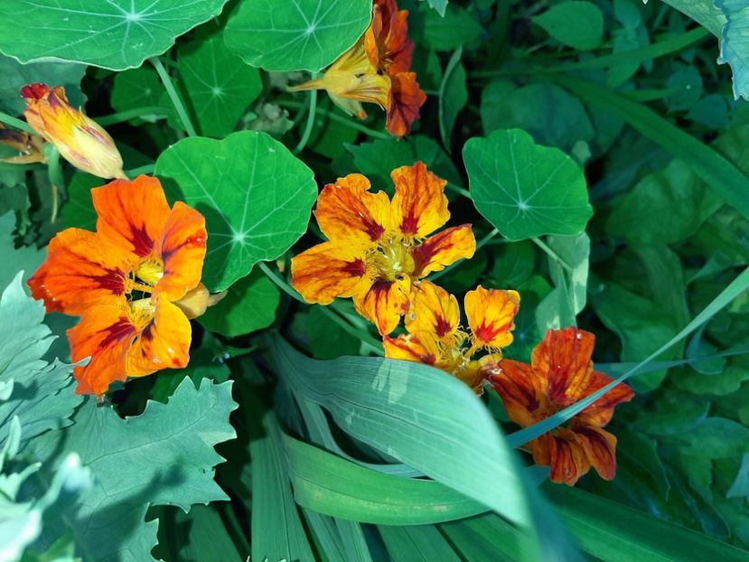  - La țară în iunie 2020