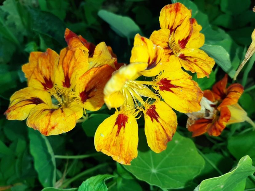  - La țară în iunie 2020