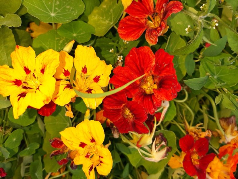  - La țară în iunie 2020