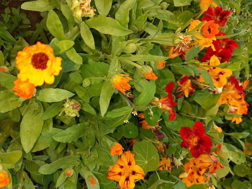  - La țară în iunie 2020