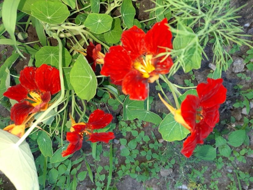  - La țară în iunie 2020