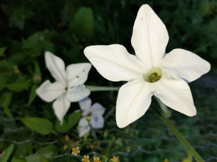  - La țară în iunie 2020