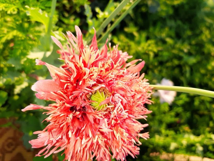  - La țară în iunie 2020