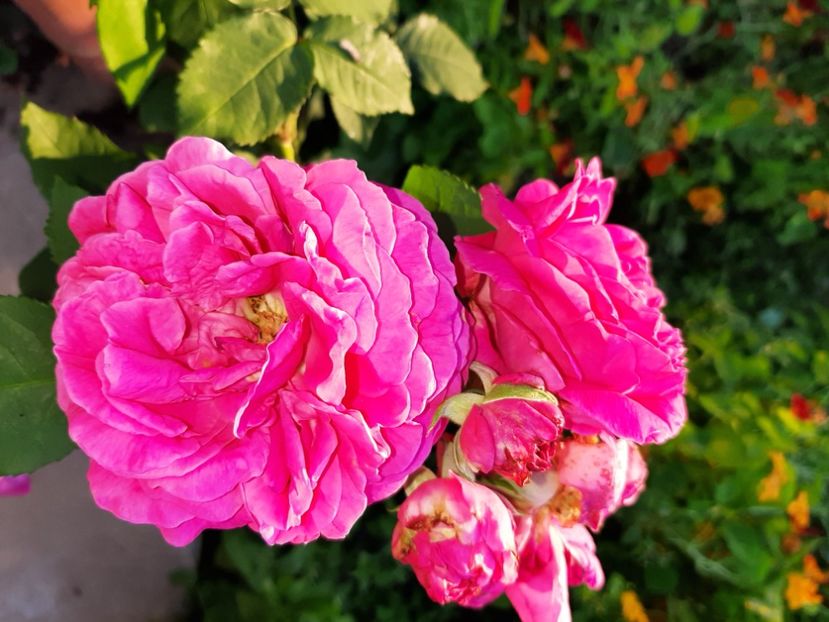  - La țară în iunie 2020