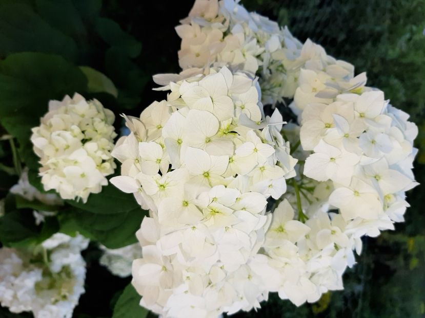  - La țară în iunie 2020