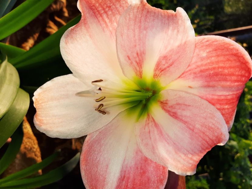  - La țară în iunie 2020