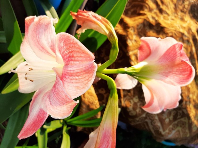  - La țară în iunie 2020