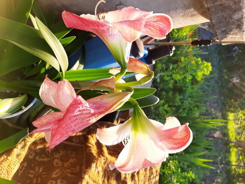  - La țară în iunie 2020