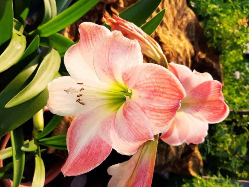  - La țară în iunie 2020