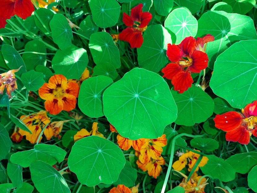  - La țară în iunie 2020