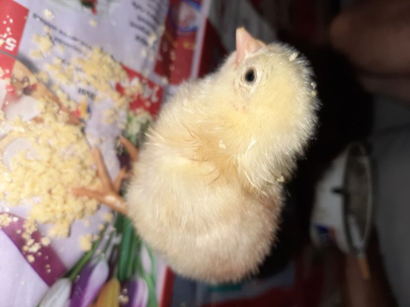  - La țară în iunie 2020