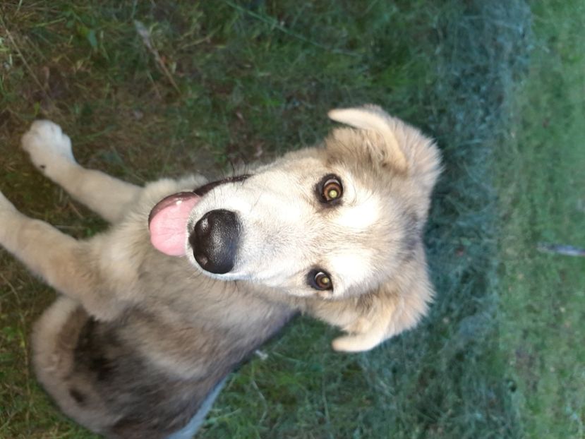  - La țară în iunie 2020