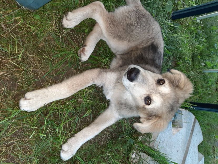  - La țară în iunie 2020