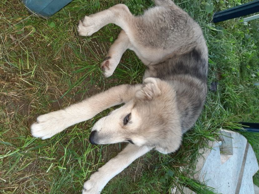  - La țară în iunie 2020