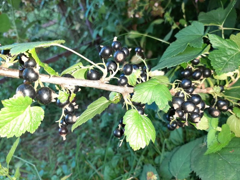  - La țară în iunie 2020