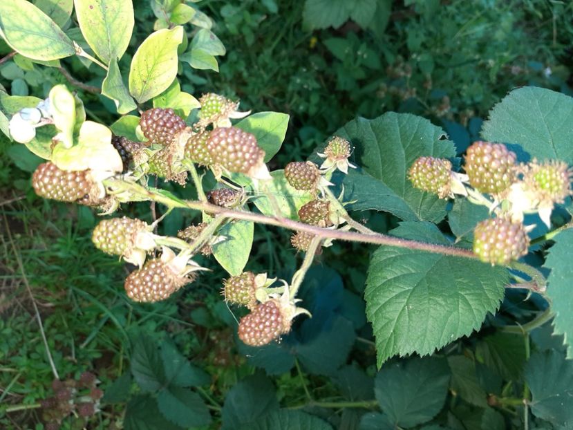  - La țară în iunie 2020