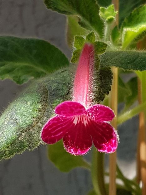 Texas Rainbow - KOHLERIA 2020