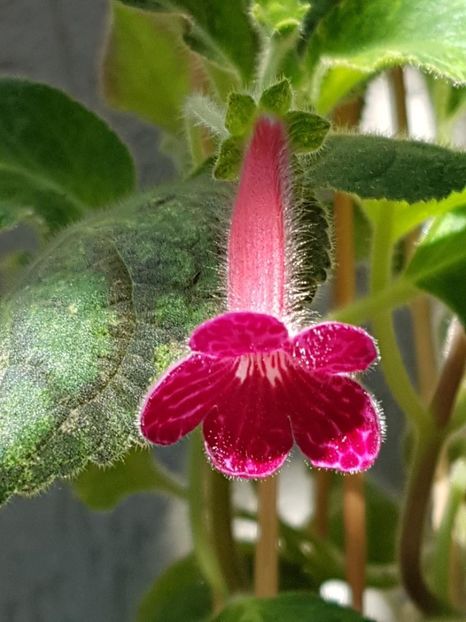 Texas Rainbow - KOHLERIA 2020