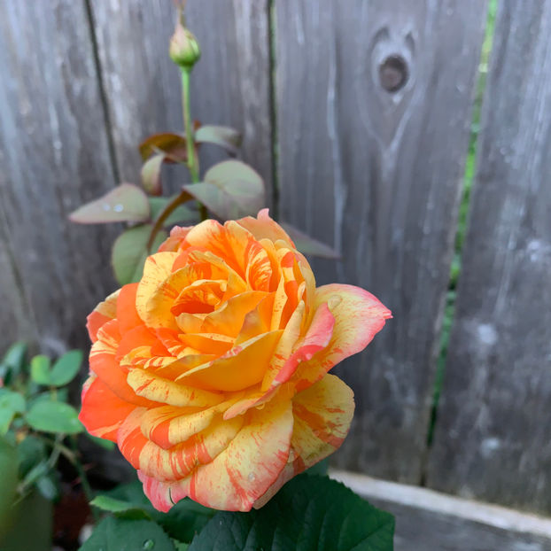  - Jurnalul gradinii 2020