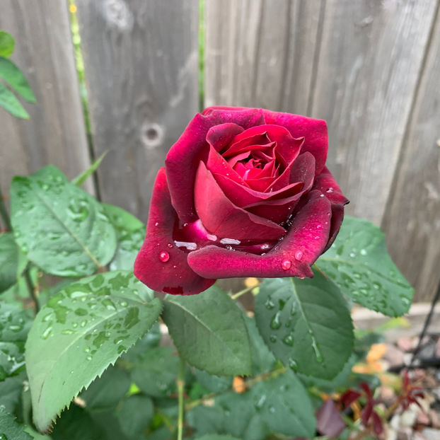  - Jurnalul gradinii 2020