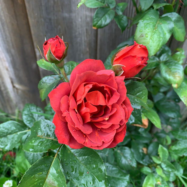  - Jurnalul gradinii 2020