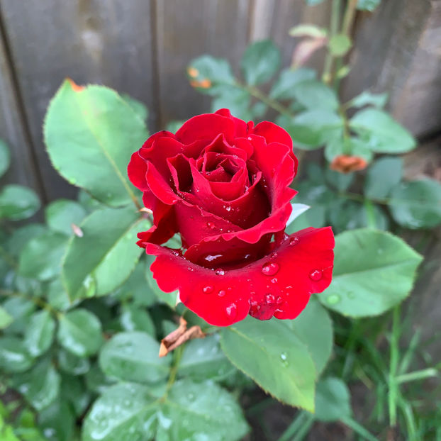  - Jurnalul gradinii 2020