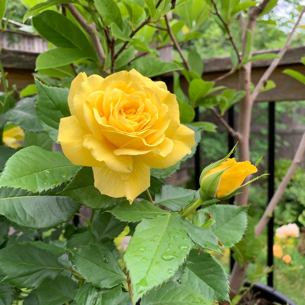  - Jurnalul gradinii 2020