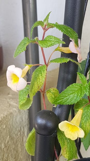 Sunburst - Achimenes 2020