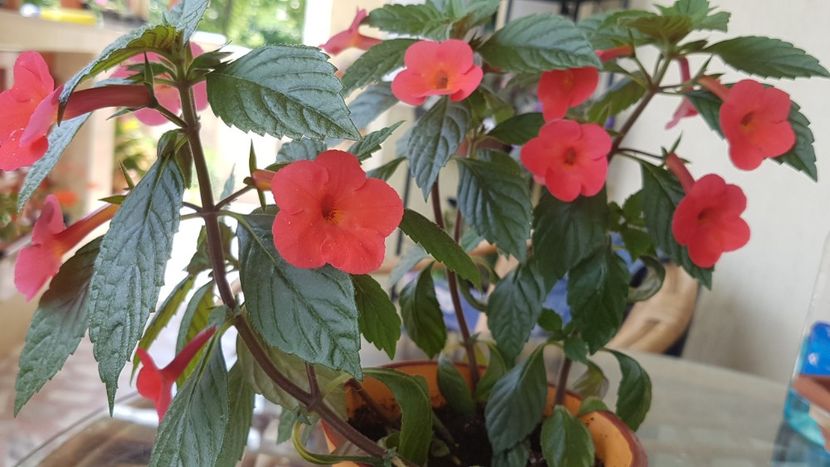 Orange delight - Achimenes 2020