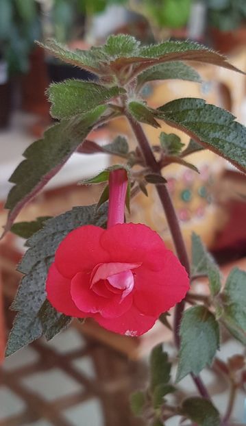 Stan's Delight - Achimenes 2020