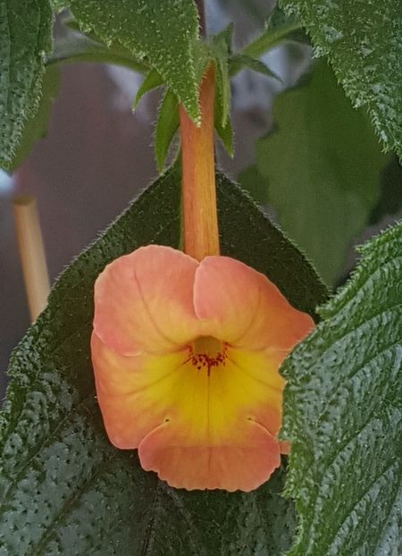 Sweet & Sour - Achimenes 2020