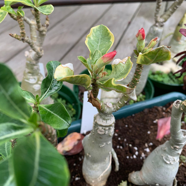  - Jurnalul gradinii 2020