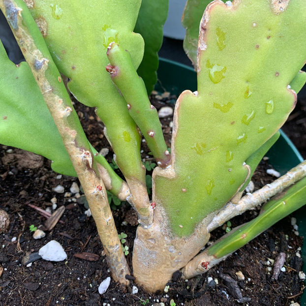  - Jurnalul gradinii 2020