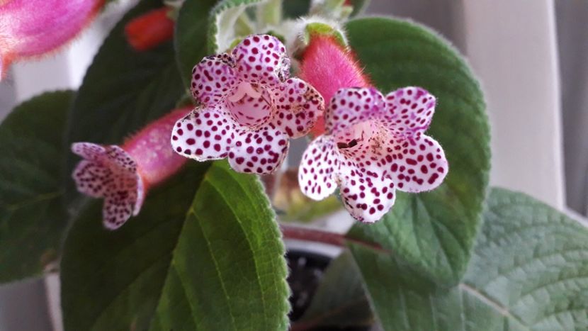  - A Kohleria