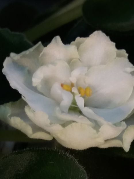 Irish Glen - ZZZIrish Glen